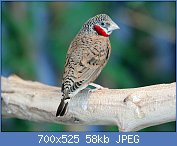 Cliquez sur l'image pour la voir en taille relle

Nom : Cut-throat_Finch_male_RWD5.jpg
Affichages : 724
Taille : 57,8 Ko
ID : 87074