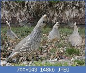 Cliquez sur l'image pour la voir en taille relle

Nom : Scaled_Quail_from_The_Crossley_ID_Guide_Eastern_Birds.jpg
Affichages : 88
Taille : 148,4 Ko
ID : 116582
