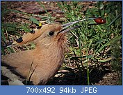 Cliquez sur l'image pour la voir en taille relle

Nom : Upupa_epops_with_larvae.jpg
Affichages : 42
Taille : 93,6 Ko
ID : 117044