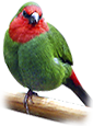 Nom : gf_redparrot.png
Affichages : 301
Taille : 40,7 Ko