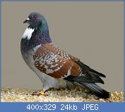 Cliquez sur l'image pour la voir en taille relle

Nom : Cauchois Pigeon.jpg
Affichages : 1158
Taille : 24,2 Ko
ID : 77454