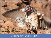 Cliquez sur l'image pour la voir en taille relle

Nom : Cut-throat_finch,_Amadina_fasciata_at_Mapungubwe_National_Park,_Limpopo,_South_Africa_(album_inc.jpg
Affichages : 62
Taille : 78,6 Ko
ID : 112482