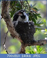 Cliquez sur l'image pour la voir en taille relle

Nom : 800px-(2)Magpie-Lark_Nesting_085.jpg
Affichages : 253
Taille : 139,6 Ko
ID : 123028