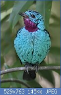 Cliquez sur l'image pour la voir en taille relle

Nom : Cotinga_cayana-20090124.jpg
Affichages : 54
Taille : 145,1 Ko
ID : 118322