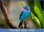 Cliquez sur l'image pour la voir en taille relle

Nom : 1280px-Spangled_cotinga_(male)_(32344659441).jpg
Affichages : 52
Taille : 64,7 Ko
ID : 118323