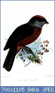 Cliquez sur l'image pour la voir en taille relle

Nom : 800px-DolyornisSclateriKeulemans.jpg
Affichages : 50
Taille : 83,6 Ko
ID : 118331