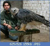 Cliquez sur l'image pour la voir en taille relle

Nom : cet-imposant-oiseau-est-lun-01s.jpg
Affichages : 47
Taille : 155,2 Ko
ID : 113410