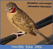 Cliquez sur l'image pour la voir en taille relle

Nom : Cut-throat_Finch_(Amadina_fasciata,_male_-_Djenn,_Mali,_2008).jpg
Affichages : 297
Taille : 51,8 Ko
ID : 117215