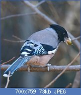 Cliquez sur l'image pour la voir en taille relle

Nom : 1280px-Black-headed_Jay_(Garrulus_lanceolatus)_(39607918501).jpg
Affichages : 44
Taille : 72,9 Ko
ID : 121126