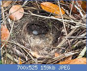 Cliquez sur l'image pour la voir en taille relle

Nom : 1280px-Hooded_Pitta_Nest_and_Egg_(14077099132).jpg
Affichages : 34
Taille : 159,0 Ko
ID : 118019