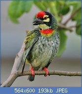 Cliquez sur l'image pour la voir en taille relle

Nom : Coppersmith_Barbet_(Megalaima_haemacephala)_in_Kolkata_I_IMG_7583.jpg
Affichages : 49
Taille : 193,2 Ko
ID : 112408