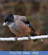 Cliquez sur l'image pour la voir en taille relle

Nom : 1280px-Black_Headed_Jay.jpg
Affichages : 43
Taille : 68,5 Ko
ID : 121127