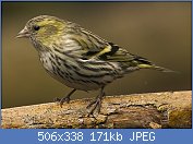 Cliquez sur l'image pour la voir en taille relle

Nom : Carduelis_spinus_female.jpg
Affichages : 65
Taille : 171,2 Ko
ID : 114579