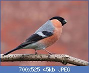 Cliquez sur l'image pour la voir en taille relle

Nom : Bullfinch_side-on.jpg
Affichages : 313
Taille : 45,1 Ko
ID : 114832