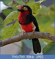 Cliquez sur l'image pour la voir en taille relle

Nom : 800px-Bearded_Barbet_-_Lybius_dubius_(36684180651).jpg
Affichages : 65
Taille : 88,6 Ko
ID : 117033