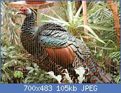 Cliquez sur l'image pour la voir en taille relle

Nom : 1280px-Ocellated_Turkey_Meleagris_ocellata_National_Aviary_2900px.jpg
Affichages : 85
Taille : 105,1 Ko
ID : 121012