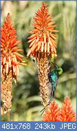 Cliquez sur l'image pour la voir en taille relle

Nom : Malachite_sunbird,_Kirstenbosch_(5845887007).jpg
Affichages : 50
Taille : 243,3 Ko
ID : 116977