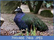 Cliquez sur l'image pour la voir en taille relle

Nom : 1280px-Afropavo_congensis_-Artis_Zoo_-Netherlands_-male-8a.jpg
Affichages : 19
Taille : 73,9 Ko
ID : 118136