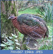 Cliquez sur l'image pour la voir en taille relle

Nom : 1280px-Afropavo_congensis_-Safaripark_Beekse_Bergen_-female-8a.jpg
Affichages : 24
Taille : 193,7 Ko
ID : 118138