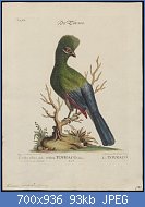 Cliquez sur l'image pour la voir en taille relle

Nom : Turacus_persa_-_1700-1880_-_Print_-_Iconographia_Zoologica_-_Special_Collections_University_of_A.jpg
Affichages : 39
Taille : 92,5 Ko
ID : 116735