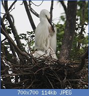 Cliquez sur l'image pour la voir en taille relle

Nom : 800px-Egretta_garzetta_(nest_with_juvenile_s8).jpg
Affichages : 87
Taille : 114,3 Ko
ID : 122884