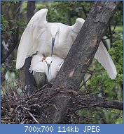 Cliquez sur l'image pour la voir en taille relle

Nom : 800px-Egretta_garzetta_(mating_s4).jpg
Affichages : 80
Taille : 114,0 Ko
ID : 122886