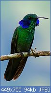 Cliquez sur l'image pour la voir en taille relle

Nom : Green_Violet-ear_(Colibri_thalassinus)_13.jpg
Affichages : 63
Taille : 94,5 Ko
ID : 118232