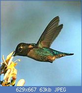 Cliquez sur l'image pour la voir en taille relle

Nom : colibri-d-elena-m-wp1.jpg
Affichages : 55
Taille : 62,5 Ko
ID : 118246