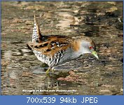 Cliquez sur l'image pour la voir en taille relle

Nom : Baillon's_crake.jpg
Affichages : 76
Taille : 94,2 Ko
ID : 119633