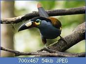 Cliquez sur l'image pour la voir en taille relle

Nom : Plate-billed_mountain_toucan_(Andigena_laminirostris).jpg
Affichages : 60
Taille : 53,5 Ko
ID : 122189