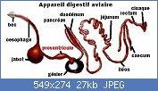 Cliquez sur l'image pour la voir en taille relle

Nom : proventricule-1.jpg
Affichages : 376
Taille : 27,4 Ko
ID : 98001