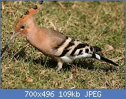 Cliquez sur l'image pour la voir en taille relle

Nom : Common_Hoopoe_(Upapa_epops)_at_Hodal_I_IMG_9016.jpg
Affichages : 42
Taille : 109,3 Ko
ID : 117041