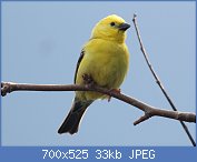 Cliquez sur l'image pour la voir en taille relle

Nom : 1280px-Sudan_Golden_Sparrow_RWD4.jpg
Affichages : 69
Taille : 32,6 Ko
ID : 118509