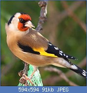 Cliquez sur l'image pour la voir en taille relle

Nom : fde6c01b16bbee60a0c0cee1821a63e1--birds.jpg
Affichages : 265
Taille : 91,0 Ko
ID : 121695