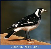 Cliquez sur l'image pour la voir en taille relle

Nom : 1280px-Magpie_Lark_female.jpg
Affichages : 249
Taille : 58,3 Ko
ID : 123024