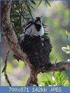 Cliquez sur l'image pour la voir en taille relle

Nom : 800px-(2)Magpie-Lark_Nesting_075.jpg
Affichages : 253
Taille : 141,9 Ko
ID : 123026