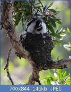 Cliquez sur l'image pour la voir en taille relle

Nom : 800px-(2)Magpie-Lark_Nesting_077.jpg
Affichages : 267
Taille : 144,7 Ko
ID : 123027