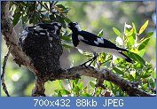 Cliquez sur l'image pour la voir en taille relle

Nom : 1280px-(2)Magpie-Lark_Nesting_124.jpg
Affichages : 253
Taille : 88,2 Ko
ID : 123030