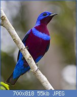 Cliquez sur l'image pour la voir en taille relle

Nom : banded-cotinga1.jpg
Affichages : 44
Taille : 55,0 Ko
ID : 117478