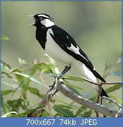 Cliquez sur l'image pour la voir en taille relle

Nom : 800px-Magpie-Lark_male_kobble_aug06.jpg
Affichages : 23
Taille : 73,8 Ko
ID : 96126