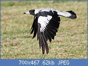 Cliquez sur l'image pour la voir en taille relle

Nom : 1280px-Magpie_inflight.jpg
Affichages : 26
Taille : 61,5 Ko
ID : 96127