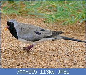 Cliquez sur l'image pour la voir en taille relle

Nom : Namaqua_Dove_(Oena_capensis)_male_(17145952109).jpg
Affichages : 148
Taille : 112,7 Ko
ID : 117947