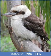 Cliquez sur l'image pour la voir en taille relle

Nom : 800px-Kookaburra_melb.jpg
Affichages : 46
Taille : 95,2 Ko
ID : 112884