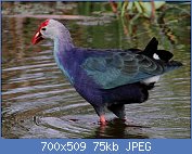 Cliquez sur l'image pour la voir en taille relle

Nom : purpleswamphen 2014-11-21 07.36.37.jpg
Affichages : 75
Taille : 75,3 Ko
ID : 121025