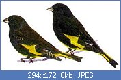 Cliquez sur l'image pour la voir en taille relle

Nom : Tarin noir de Bolivie.jpg
Affichages : 1817
Taille : 7,7 Ko
ID : 73319