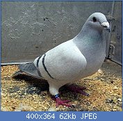 Cliquez sur l'image pour la voir en taille relle

Nom : Pigeon  domestique.jpg
Affichages : 1073
Taille : 62,2 Ko
ID : 77456