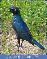 Cliquez sur l'image pour la voir en taille relle

Nom : Greater_Blue-eared_Starling_(Lamprotornis_chalybaeus)_(6035291901).jpg
Affichages : 254
Taille : 199,2 Ko
ID : 122997