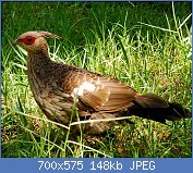 Cliquez sur l'image pour la voir en taille relle

Nom : Female_Kalij_Pheasant_Lophura_leucomelanos.jpg
Affichages : 52
Taille : 147,7 Ko
ID : 122270