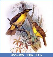 Cliquez sur l'image pour la voir en taille relle

Nom : Yellow-breasted_Bowerbird.jpg
Affichages : 53
Taille : 35,6 Ko
ID : 117021