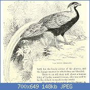 Cliquez sur l'image pour la voir en taille relle

Nom : Stories_about_birds_of_land_and_water_(1874)_(14727876226).jpg
Affichages : 44
Taille : 147,8 Ko
ID : 117129